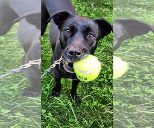 Nova - Female American Pit Bull Terrier-Labrador Retriever Mix Dog for Adoption - Photo #7