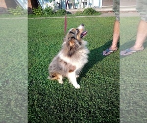 Miniature Australian Shepherd Puppy for sale in CLAREMORE, OK, USA