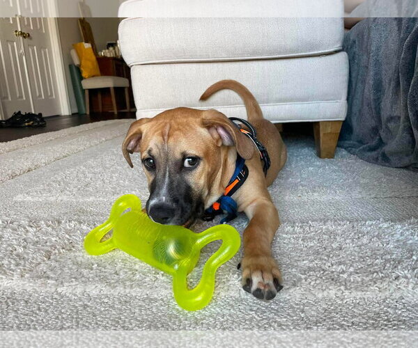Medium Photo #14 Mutt Puppy For Sale in Derwood, MD, USA