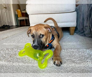 Krew - Male Mutt Dog for Adoption - Photo #14