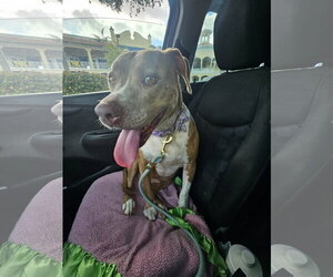COURTESY POST: Luna - Female American Staffordshire Terrier-Unknown Mix Dog for Adoption - Photo #4