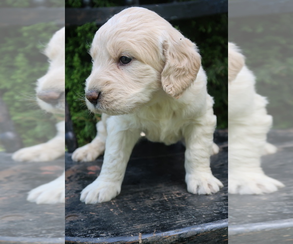 Medium Photo #2 Goldador Doodle Puppy For Sale in CAPON BRIDGE, WV, USA
