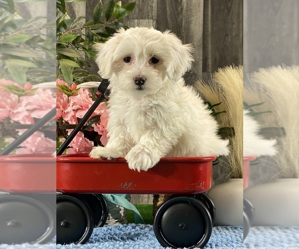 Medium Photo #1 Coton de Tulear Puppy For Sale in CANOGA, NY, USA