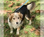 Small #1 Pembroke Welsh Corgi Mix