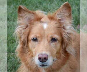 Medium Golden Retriever Mix