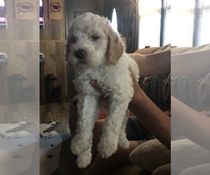 Goldendoodle-Poodle (Standard) Mix Puppy for sale in SALUDA, SC, USA