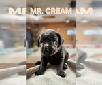 Puppy Mr Cream Labrador Retriever