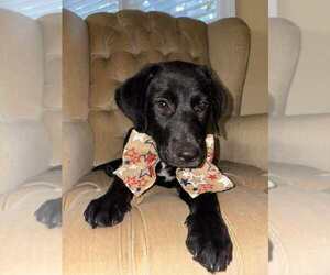 Labrador Retriever-Unknown Mix Dogs for adoption in Palatine/Kildeer/Buffalo grove, IL, USA
