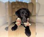 Small Labrador Retriever Mix