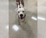 Small #9 American Pit Bull Terrier-American Staffordshire Terrier Mix