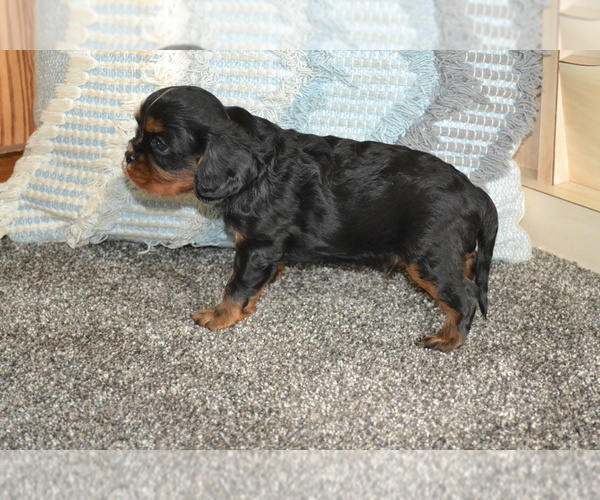 Medium Photo #3 Cavalier King Charles Spaniel Puppy For Sale in GREENWOOD, WI, USA