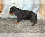 Small #2 Cavalier King Charles Spaniel