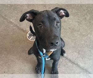 Medium Labrador Retriever Mix