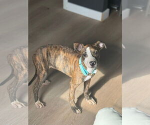 American Pit Bull Terrier-Unknown Mix Dogs for adoption in Germantown, OH, USA