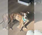 Small American Pit Bull Terrier Mix