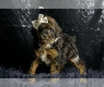 Puppy Rain AKC Poodle (Toy)