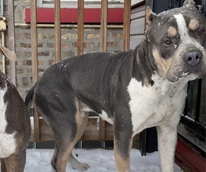 Father of the American Bully puppies born on 02/20/2022
