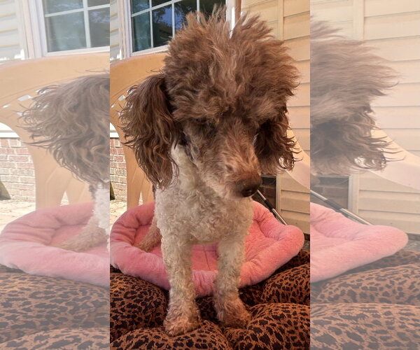Medium Photo #8 Poodle (Miniature) Puppy For Sale in Pacolet, SC, USA