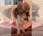 Small Photo #8 Poodle (Miniature) Puppy For Sale in Pacolet, SC, USA