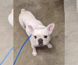 French Bulldog Dogs for adoption in Lodi, CA, USA