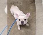 Small French Bulldog