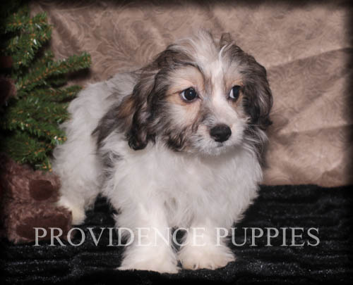 Medium Photo #1 Zuchon Puppy For Sale in WAYLAND, IA, USA