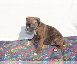 Small Photo #2 Boxer Puppy For Sale in BLOOMINGTON, IN, USA