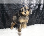 Puppy Target AKC Schnoodle (Miniature)