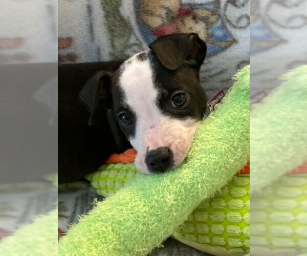 Medium Photo #6 Mutt Puppy For Sale in Plainfield, IL, USA