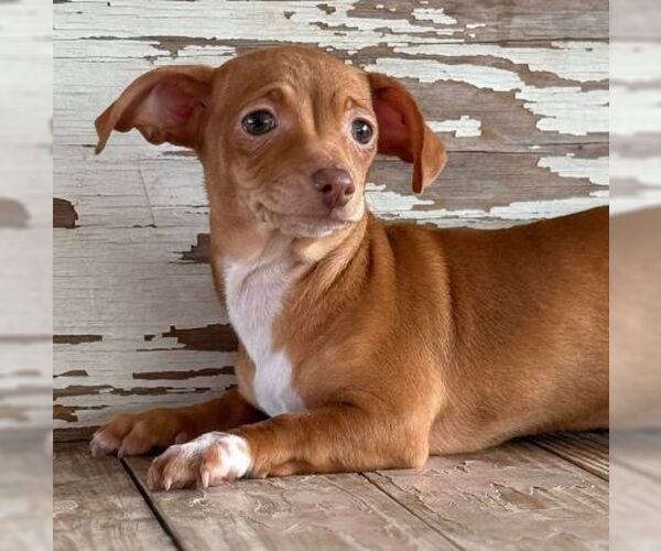 Medium Photo #1 Dachshund-Unknown Mix Puppy For Sale in Carrollton, TX, USA