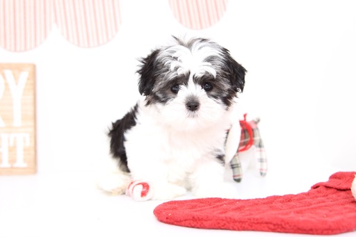 Medium Photo #1 Havashu Puppy For Sale in NAPLES, FL, USA