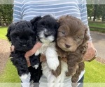 Small Photo #7 Mal-Shi-Poodle (Toy) Mix Puppy For Sale in OREGON CITY, OR, USA