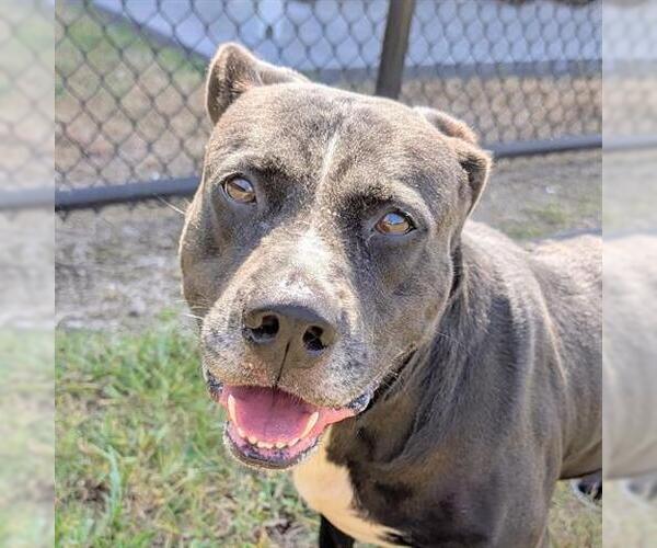 Medium Photo #1 American Pit Bull Terrier-Unknown Mix Puppy For Sale in Houston, TX, USA