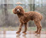Small Photo #1 Cocker Spaniel-Poodle (Miniature) Mix Puppy For Sale in SALEM, MO, USA