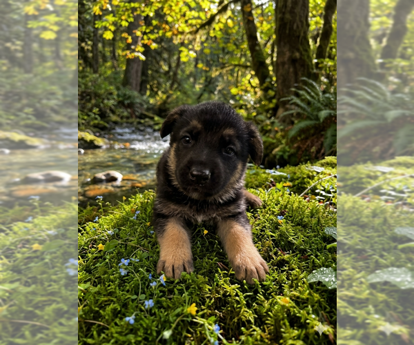 Medium Photo #3 German Shepherd Dog Puppy For Sale in FORDLAND, MO, USA