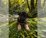 Small #2 German Shepherd Dog