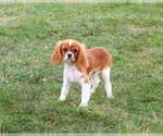 Small #5 Cavalier King Charles Spaniel