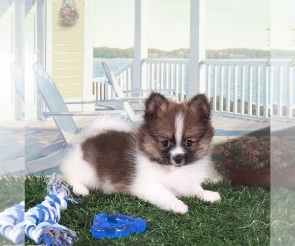 Medium Photo #1 Pomeranian Puppy For Sale in MOUNT VERNON, OH, USA