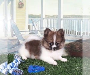 Pomeranian Puppy for sale in MOUNT VERNON, OH, USA