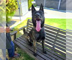 Small #1 Dutch Shepherd  Mix
