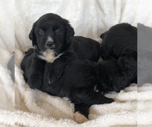 Spangold Retriever Puppy for sale in BATTLE GROUND, WA, USA