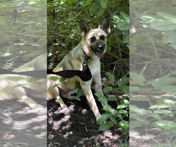 Medium Photo #2 Mutt Puppy For Sale in Elmsford, NY, USA