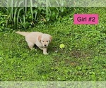 Small #3 Golden Retriever