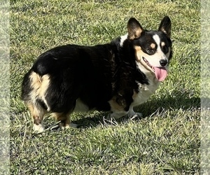 Father of the Pembroke Welsh Corgi puppies born on 05/22/2022