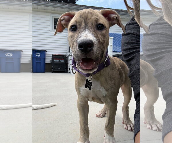 Medium Photo #2 Mutt Puppy For Sale in Rockaway, NJ, USA