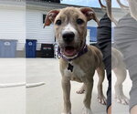 Small #1 Mutt
