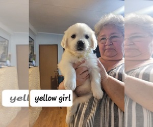 English Cream Golden Retriever Puppy for Sale in MERIDIAN, Mississippi USA