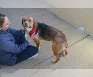 German Shepherd Dog-Unknown Mix Dogs for adoption in McKinney, TX, USA
