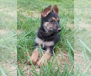 German Shepherd Dog Puppy for sale in EUCHA, OK, USA