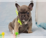 Small #1 French Bulldog